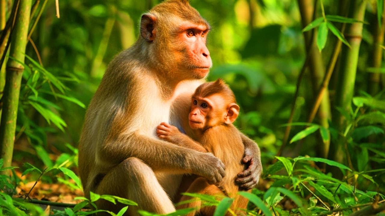 Beautiful Moment! Mother Monkey Cuddles Her Baby in Bamboo Forest 🌿💞
