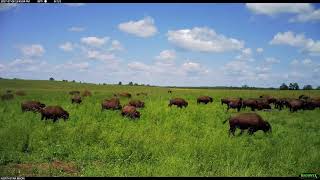 Life of Bison Time Lapse - Full 4K