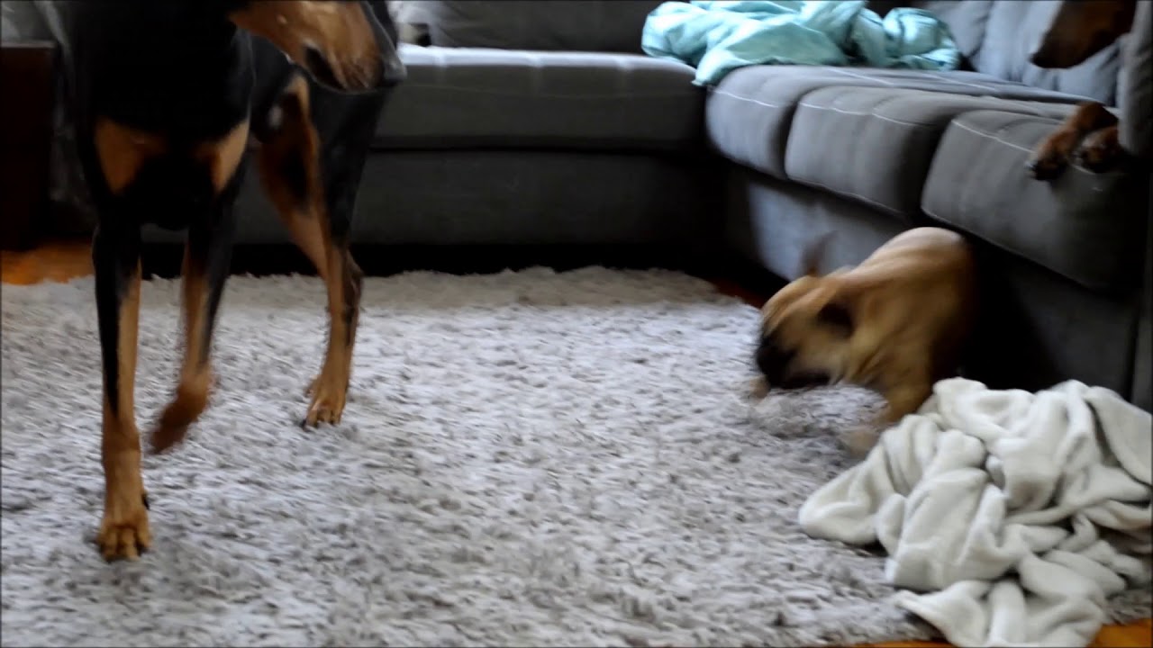 French bulldog zoomies YouTube