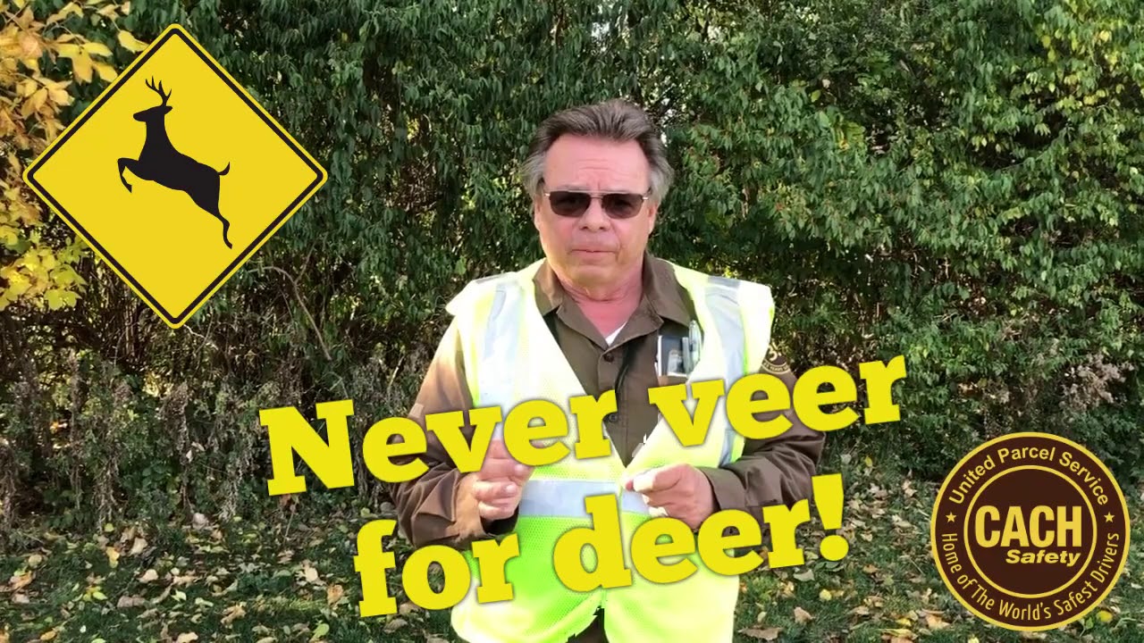 Deer safety 101.