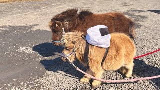 リュックにいっぱいおやつ入れて、ごきげんお散歩日和