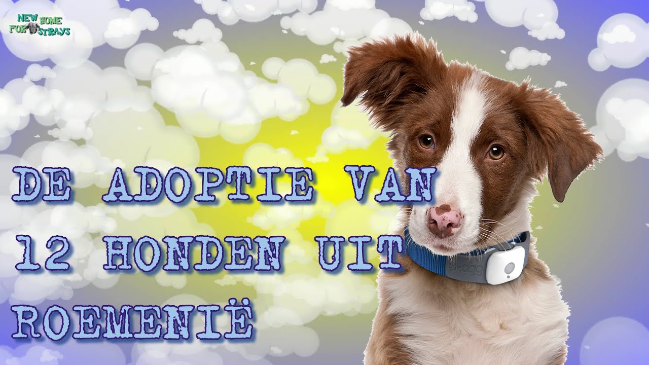 De adoptie van 12 honden uit Roemenië YouTube