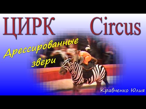 Circus / Цирк. Дрессированные звери - Кравченко Юлия