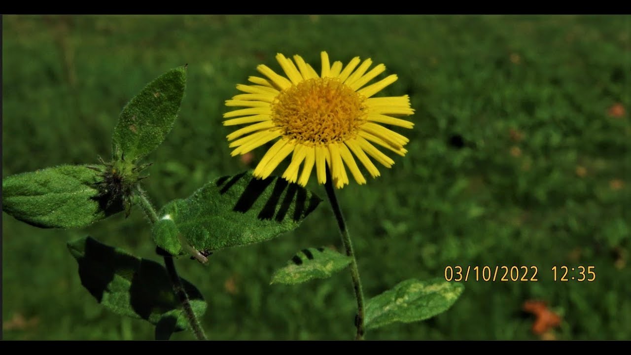 Pulicaria dysenterica syn  Inula dysenterica Common fleabane  Greece by Theo