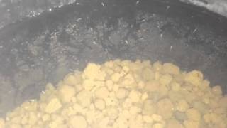 錦メダカたちの稚魚2013年2月初旬生まれ　琥珀透明鱗三色錦メダカ