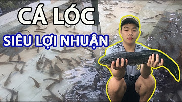 Nuôi Cá Lóc | Mô Hình Nuôi cá Lóc Trong bể Xi Măng Lát Gạch Hiệu Quả Cao - Trại Cá Phú yên