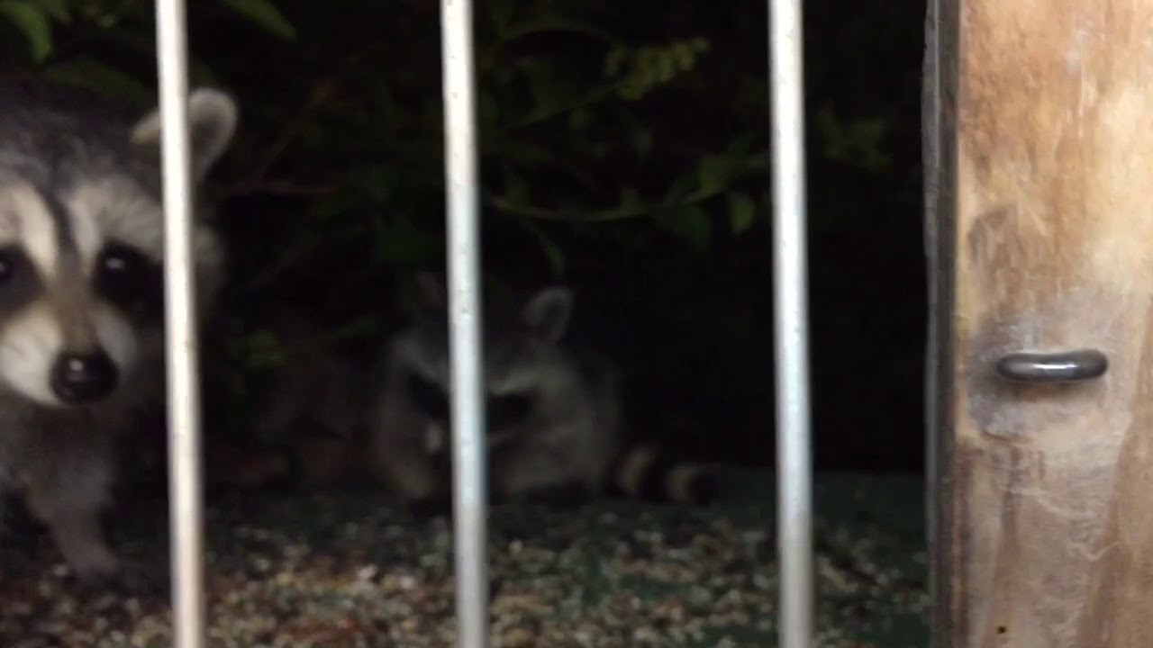 Raccoons checking out the Pigeons!!! =) - YouTube
