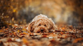 How to Obedience Train Your Soft-Coated Wheaten Terrier screenshot 4