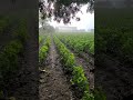 #shorts #shortvideo #rain