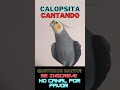 calopsita cantando calopsita cantando sem parar Calopsita Assobiando stars wars #shorts