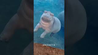 Hippo🐽Funny Animals #short