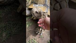 Wiggles and a naughty word. Who knew? Not me! #tortoise #turtle #shorts #dog #pet #cutepet #animals