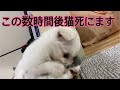 #6猫が死ぬ直前の動画