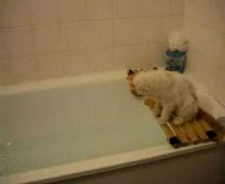 Kitten Wants To Bath