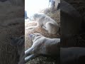 Алабай на охране овец