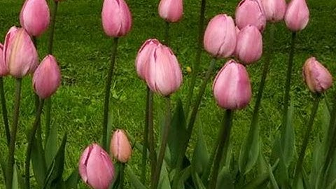 Reduce ALL kind of files with the FILEminimizer Desktop solution - PDF, PowerPoint, Photo - balesio