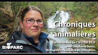 Chronique radio : le castor du Canada Chronique radio : le castor du Canada