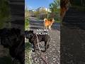 桜の絨毯をお散歩したよ🌸 #doggie #柴犬 #パグ #cutedog #pug #dog #shibainu #いぬのいる生活 #walking #routines #sakura #散歩
