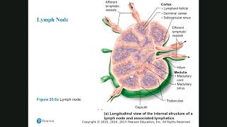 Chapter 20 The Lymphatic System