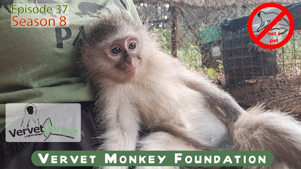 Baby orphan monkeys rescued, kept as pets, causing double trauma and integration nightmare.