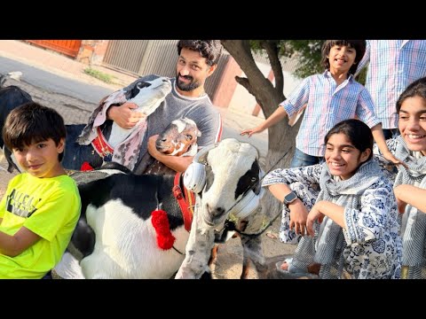 mandi main sara din spend kr diya,finally apna bakra b mill gya#youtybevideo #minsa#saim#omerbabbu