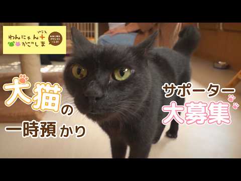 【わんにゃんプラスかごしま】「犬猫の一時預かりサポーター大募集」