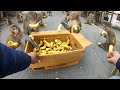 How monkeys eat bananas even in winter  feeding bananas to the monkey