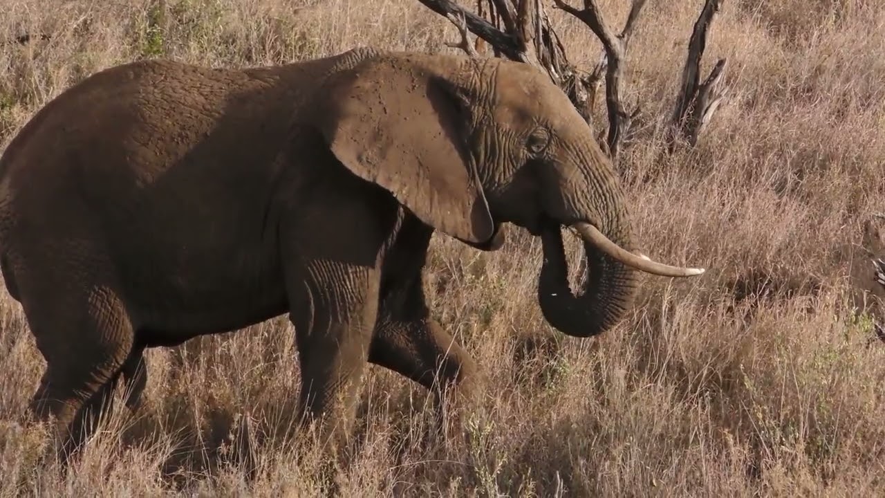 Teri mitti me -26 january special dj song l Desh bhakti DJ song remix 🇮🇳