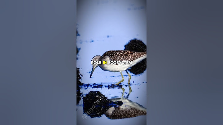 The Wondrous World of Sandpipers 🐦: Nature's Coastal Acrobats #shorts