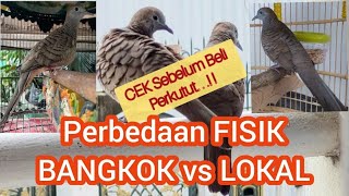 CARA MEMBEDAKAN PERKUTUT LOKAL DAN PERKUTUT BANGKOK