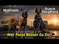 Warum Spezialeinheiten Diese Hunde Lieben 🏅 Malinois Vs. Hollandse Herder