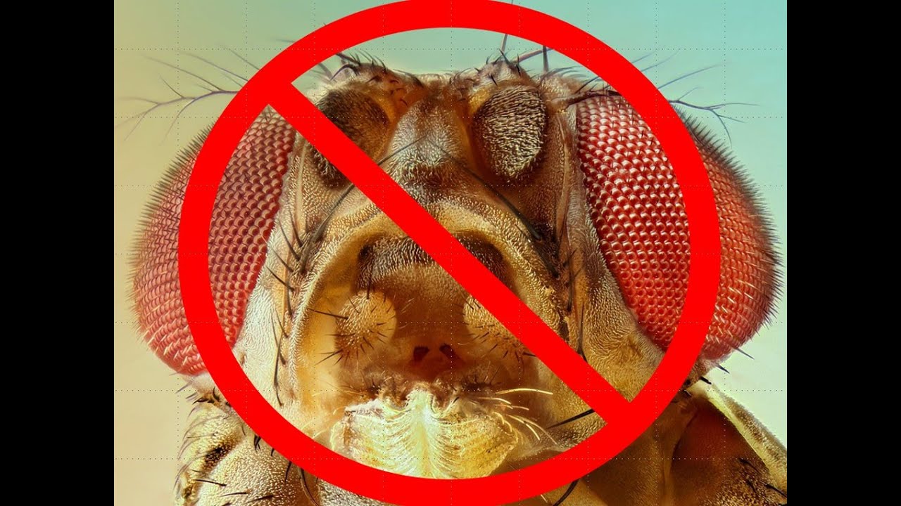 How to Make a Fruit Fly Trap YouTube