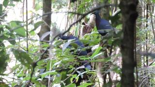 Download Lagu SaireriParadiseFoundation(SPF) Victoria Crowned Pigeon/Mambruk MP3