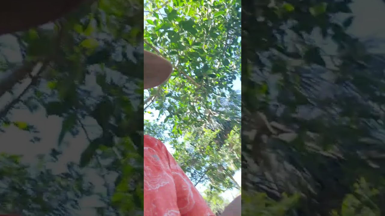 Steve Eats Strangler Figs Florida Ficus Aurea