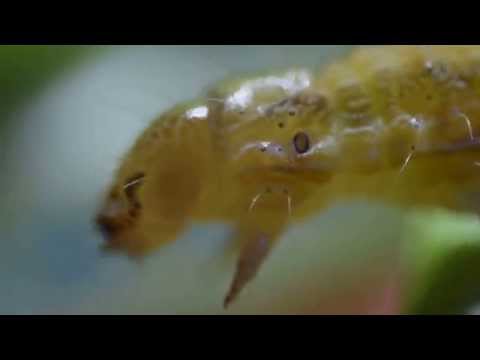 DSLR Macro using Extension tubes + Lens Reversal