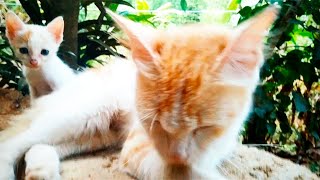 kitten playing video ❤️❤️#catlover #petlover #trending #viral #kitten by My cat's world 🌎🌎 194 views 1 month ago 1 minute, 49 seconds