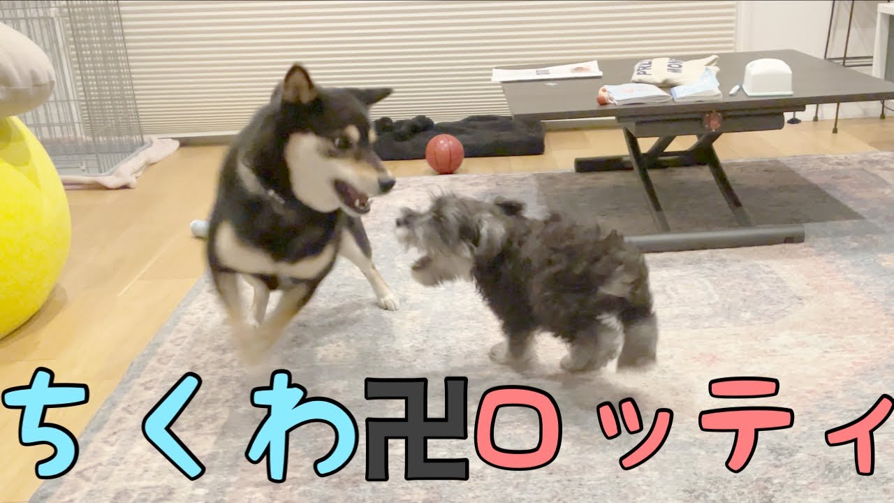 中型犬と小型犬のbattle 柴犬 ミニチュアシュナウザー 子犬 Youtube