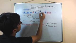 Gene regulation in eukaryotes - YouTube