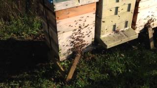 My Bees on the 7th December 2015!!
