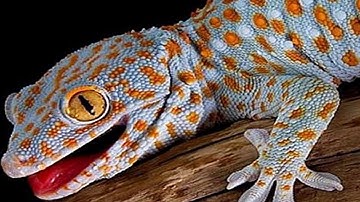 Tiếng Tắc Kè Kêu Gọi Bạn - Âm Thanh Tắc Kè