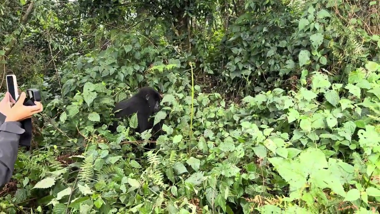 Gorilla Trekking Adventure in Bwindi Impenetrable National Park with 