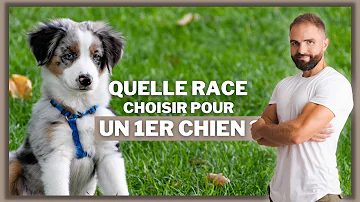 Quel chien pour famille tranquille