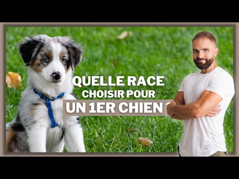 Vidéo: Ces 13 races de chiens sont les pires nageurs