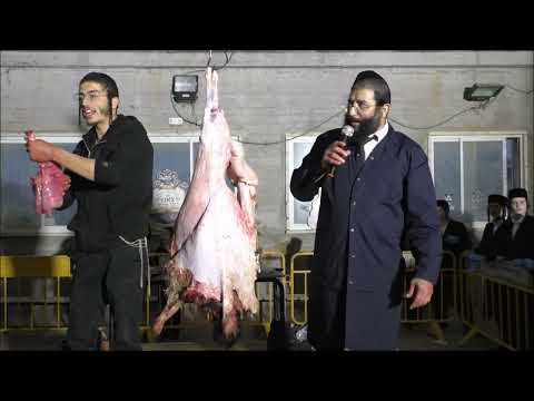 בדיקת בהמה -  ריאה טרפש ולב