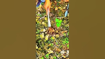 unique tool for removing trees and roots #shorts