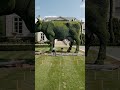 Viral Landscaping Transformation in 30 Seconds #usa #shorts