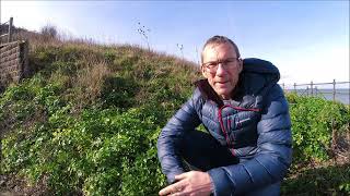 Foraging for alexanders