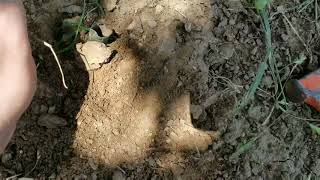 Coyote trapping with flat sets