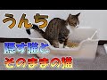 キジトラのうんちがそのままでクサいからメインクーンが来て隠す件