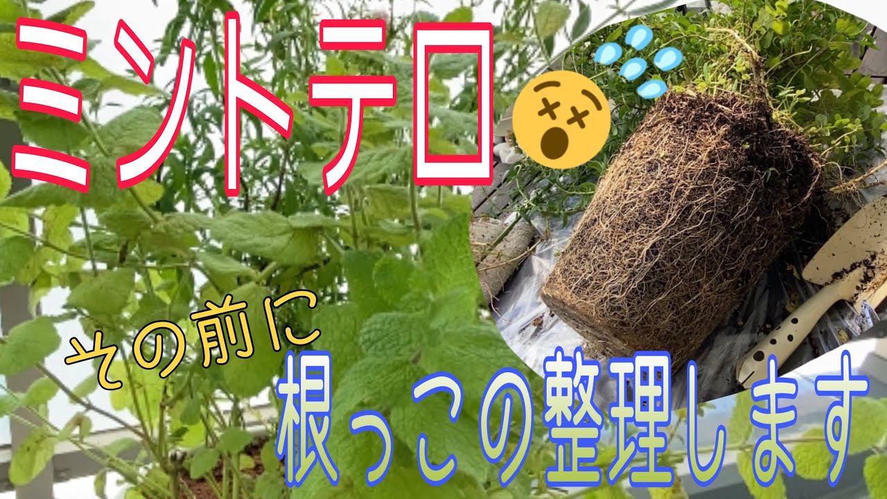#6 【アップルミントとヒソップ】ミントテロになる前に！